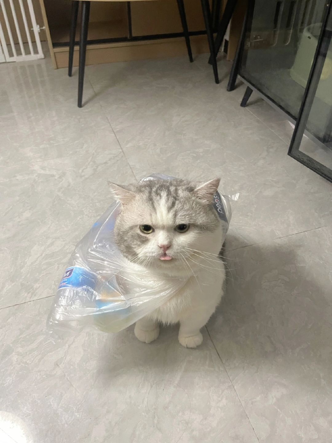 跟瘦子猫打架打输了