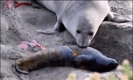 海豹妈妈以为小海豹死了 ​​​