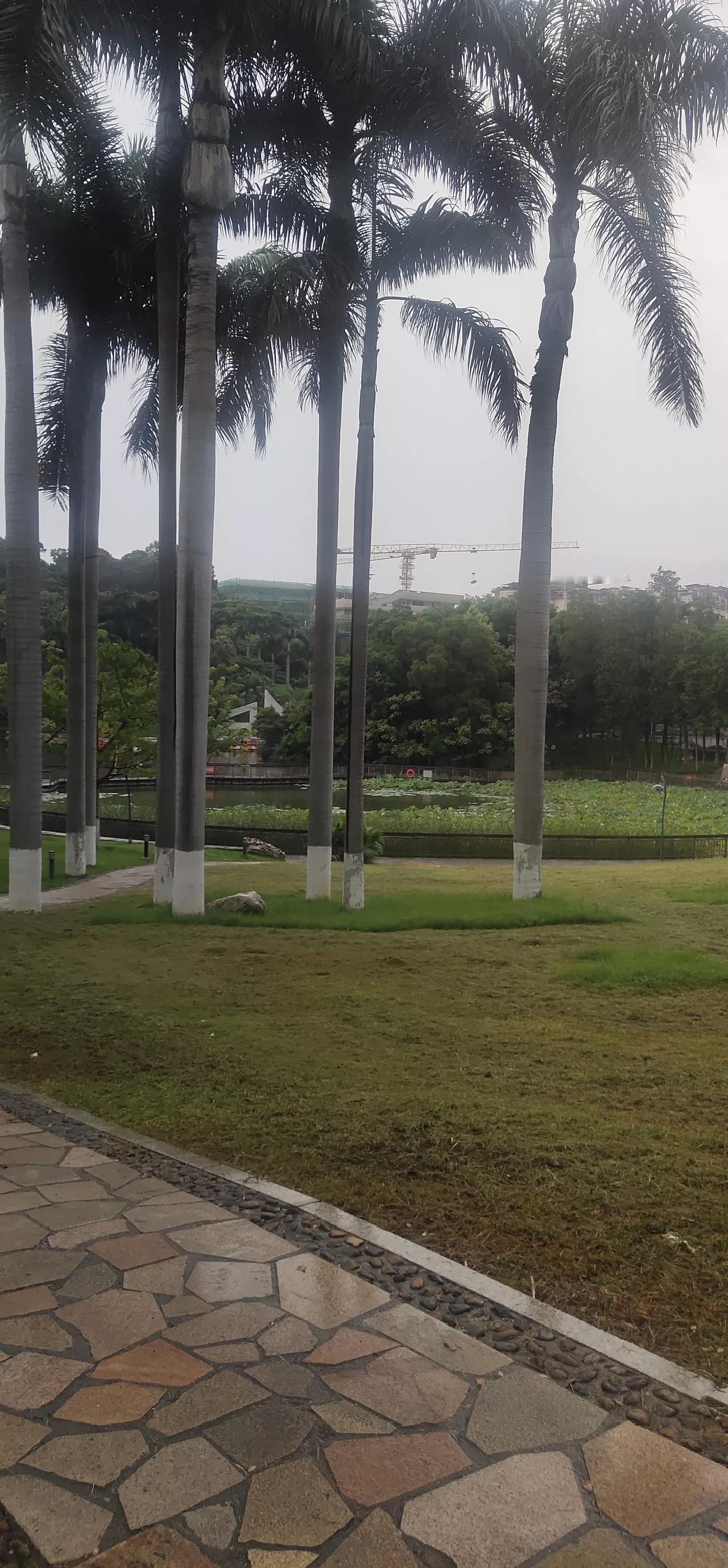 雨后的公园宛如被大自然重新洗刷过的世外桃源，灰尘被一扫而净。
下午到公园漫步，健