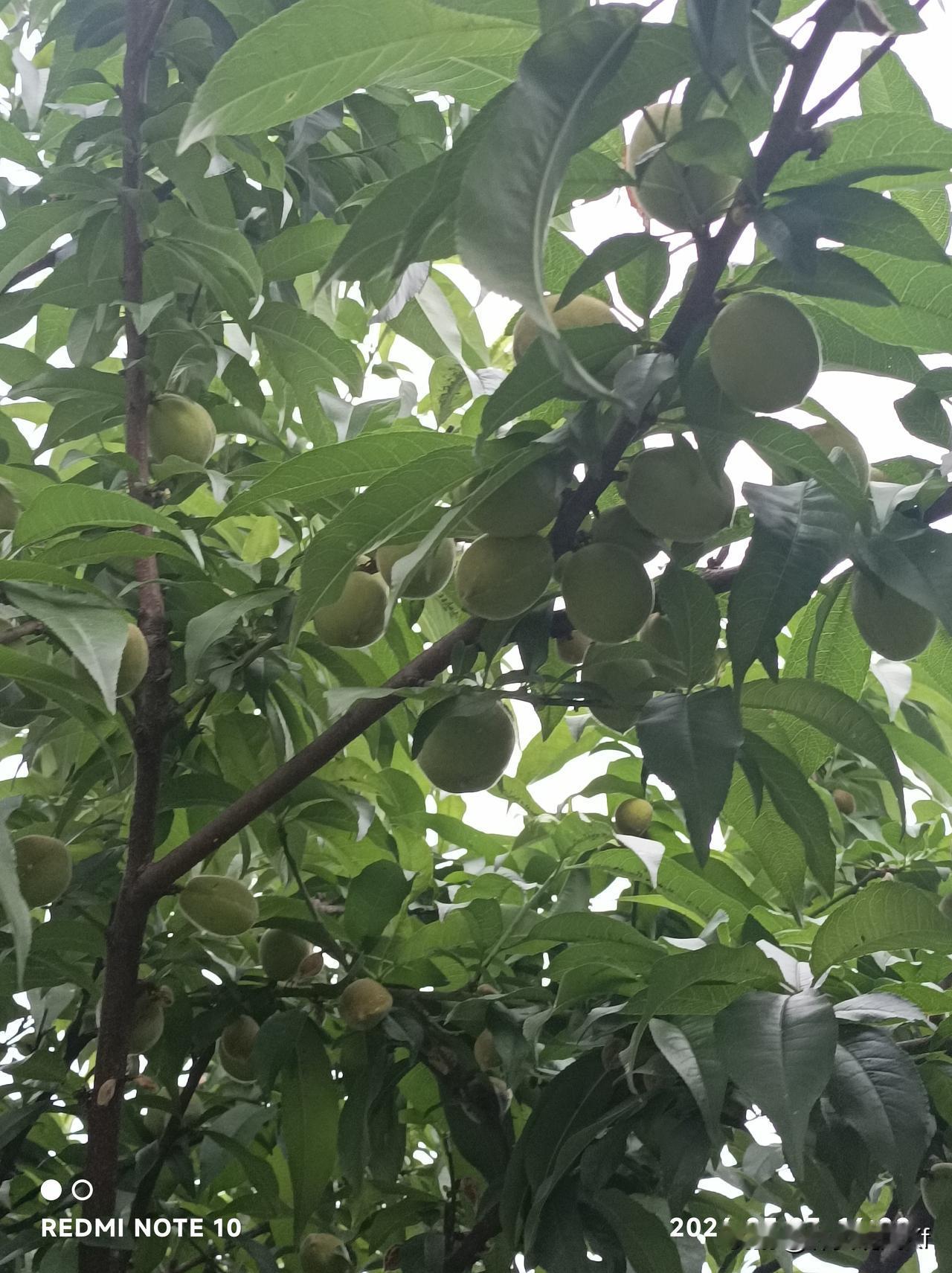 三年的毛桃挂果，就像一场漫长等待后的惊喜。这让我想起那次真心话茶局。
那个周五晚