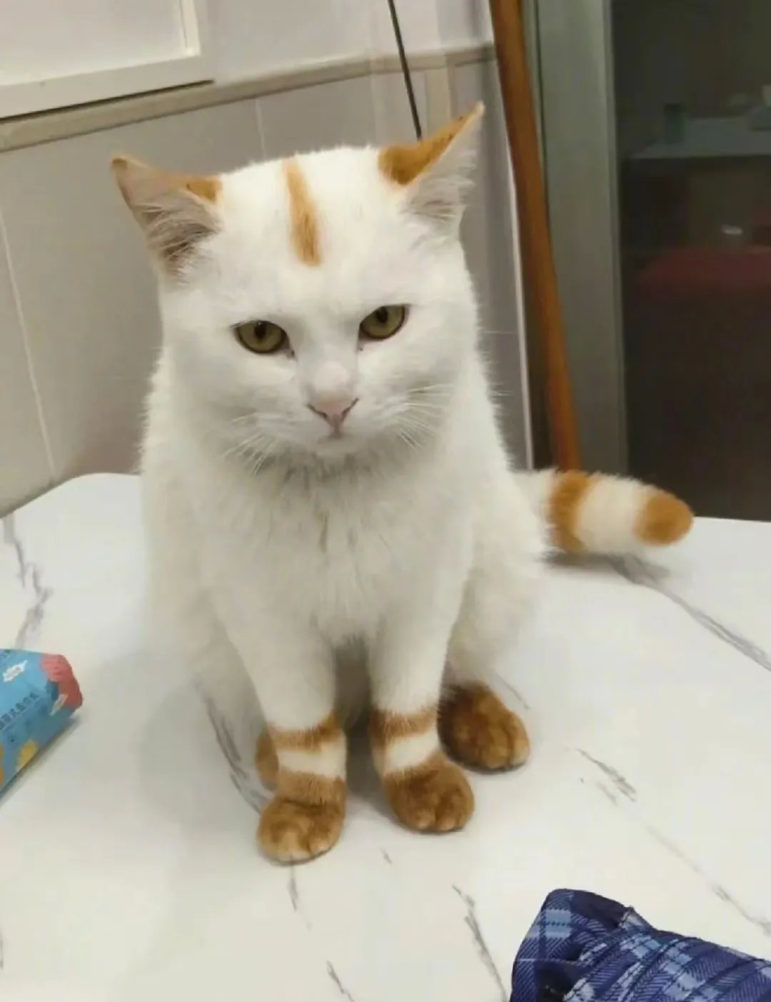 这猫咪可真讲究，还自带棉鞋！