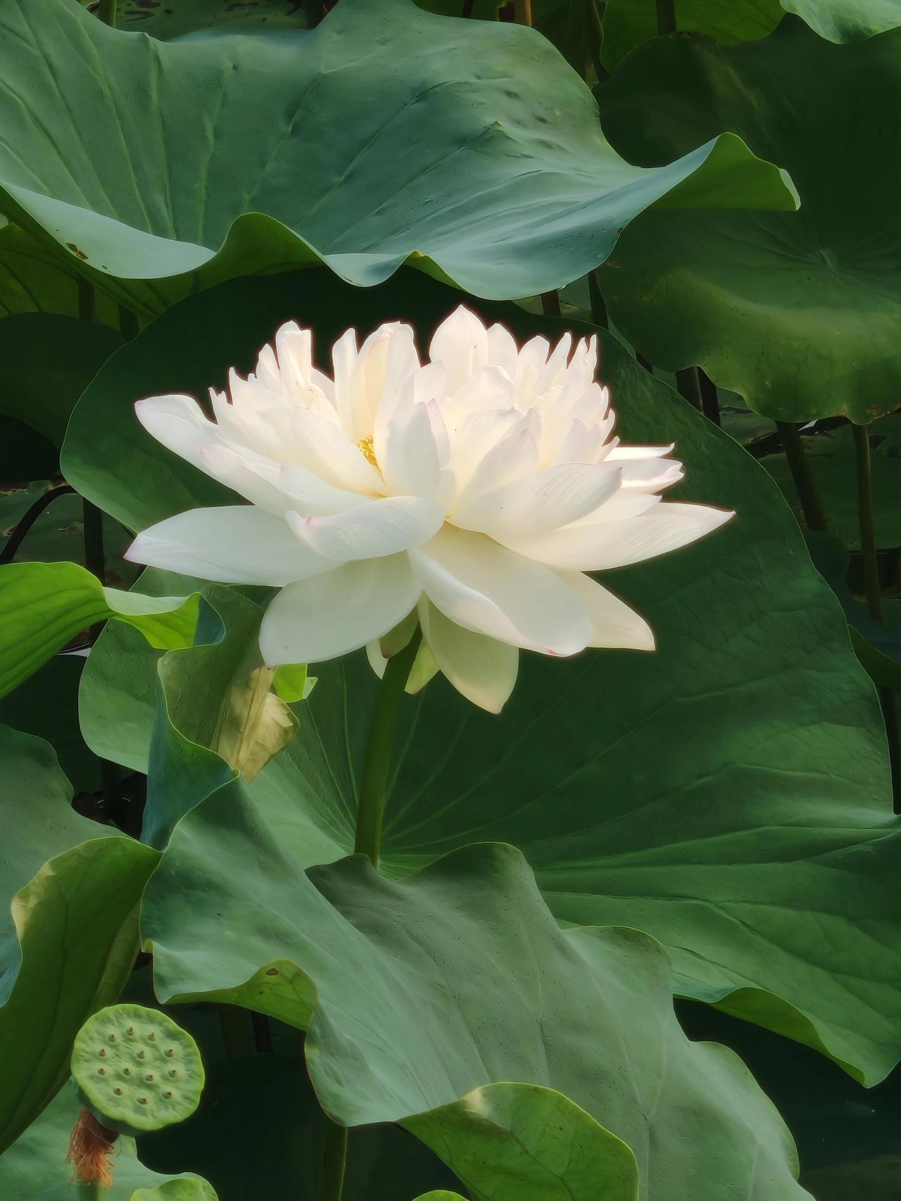 一朵大白莲花开在水面上。