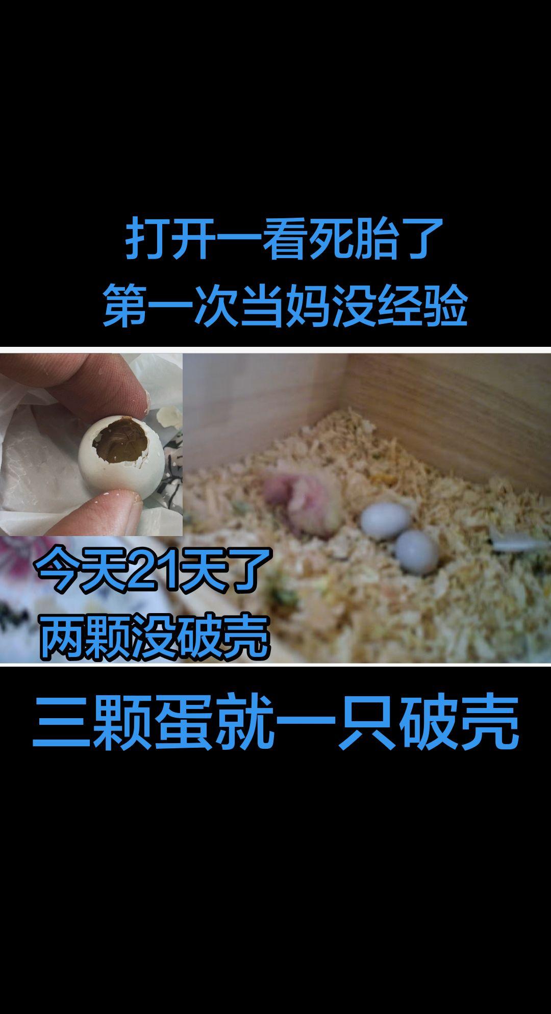 好伤心，好难过！三颗蛋只孵出了一只！第一次当妈妈经验不足！鹦鹉孵化 孵化育雏