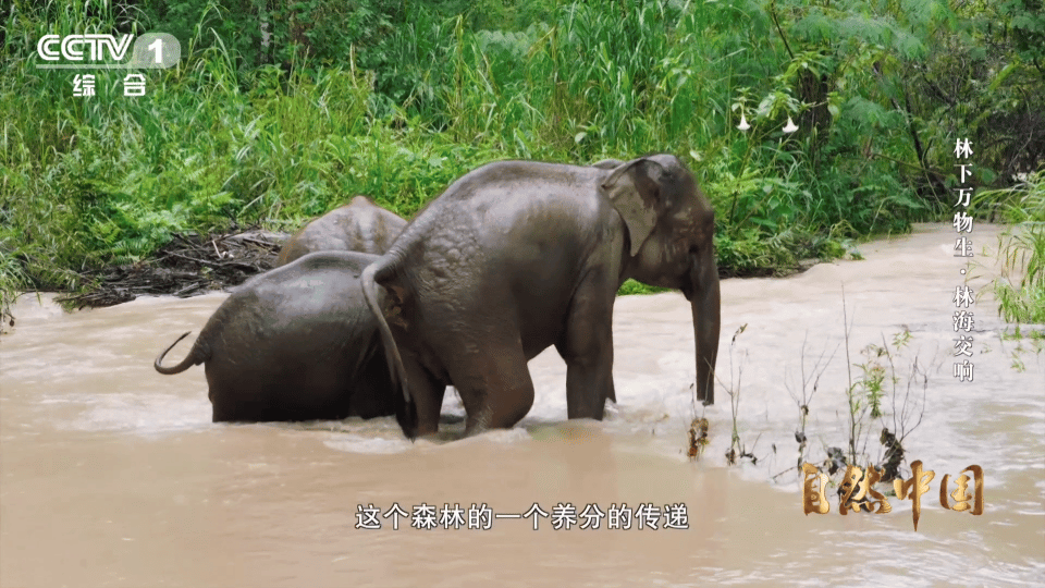 亚洲象头顶有两个聪明包云南可以在桥上看大象云南西双版纳野象谷太治愈了，高空观象栈