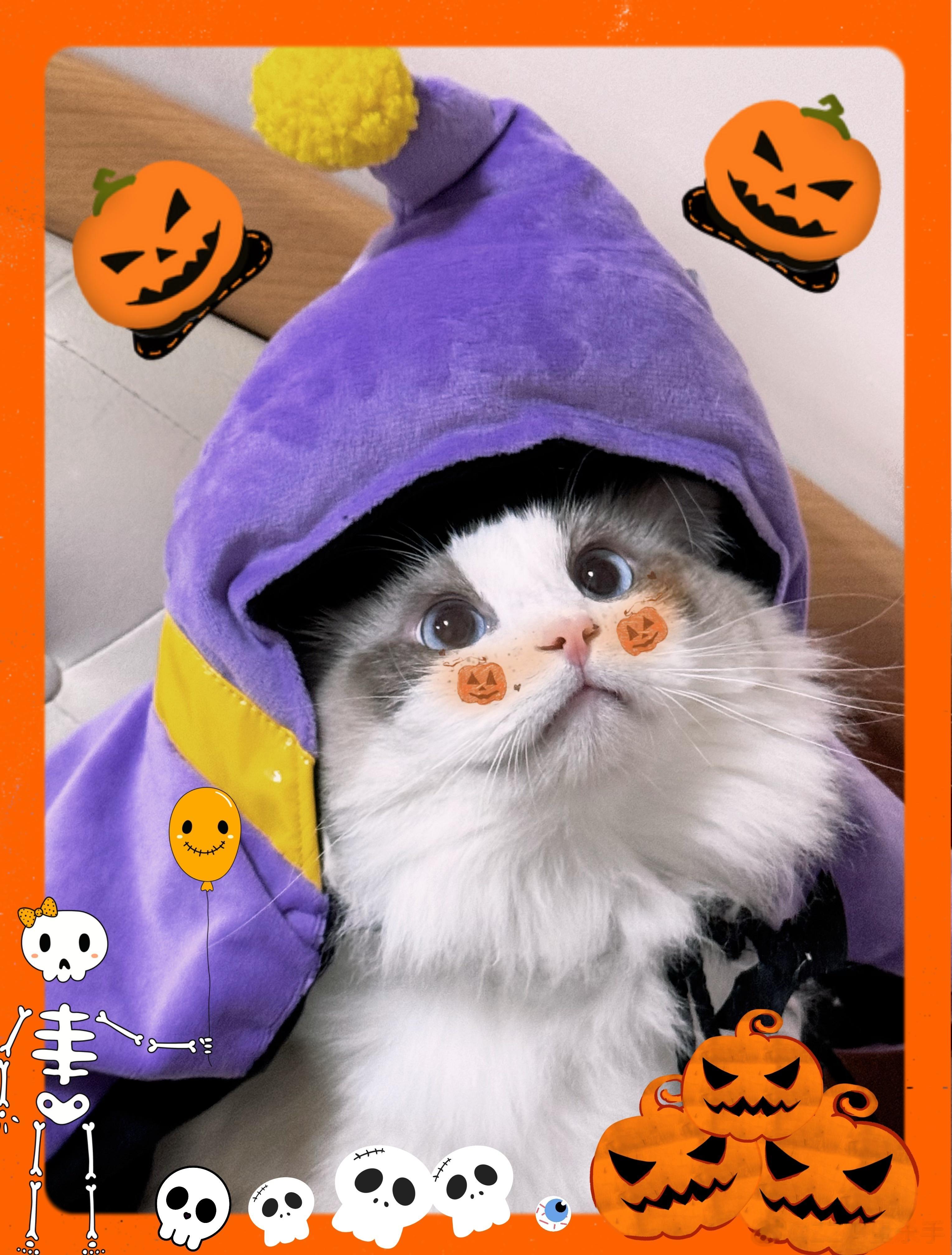 咕噜它干妈给它买的万圣节小斗篷🎃 ​​​