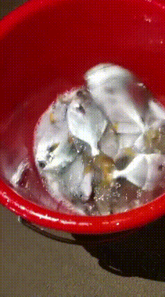 台风过后海滩遍地金鲳鱼！别只顾捡，暗藏两大隐患
 台风过境广东惠州，沙滩上涌现大