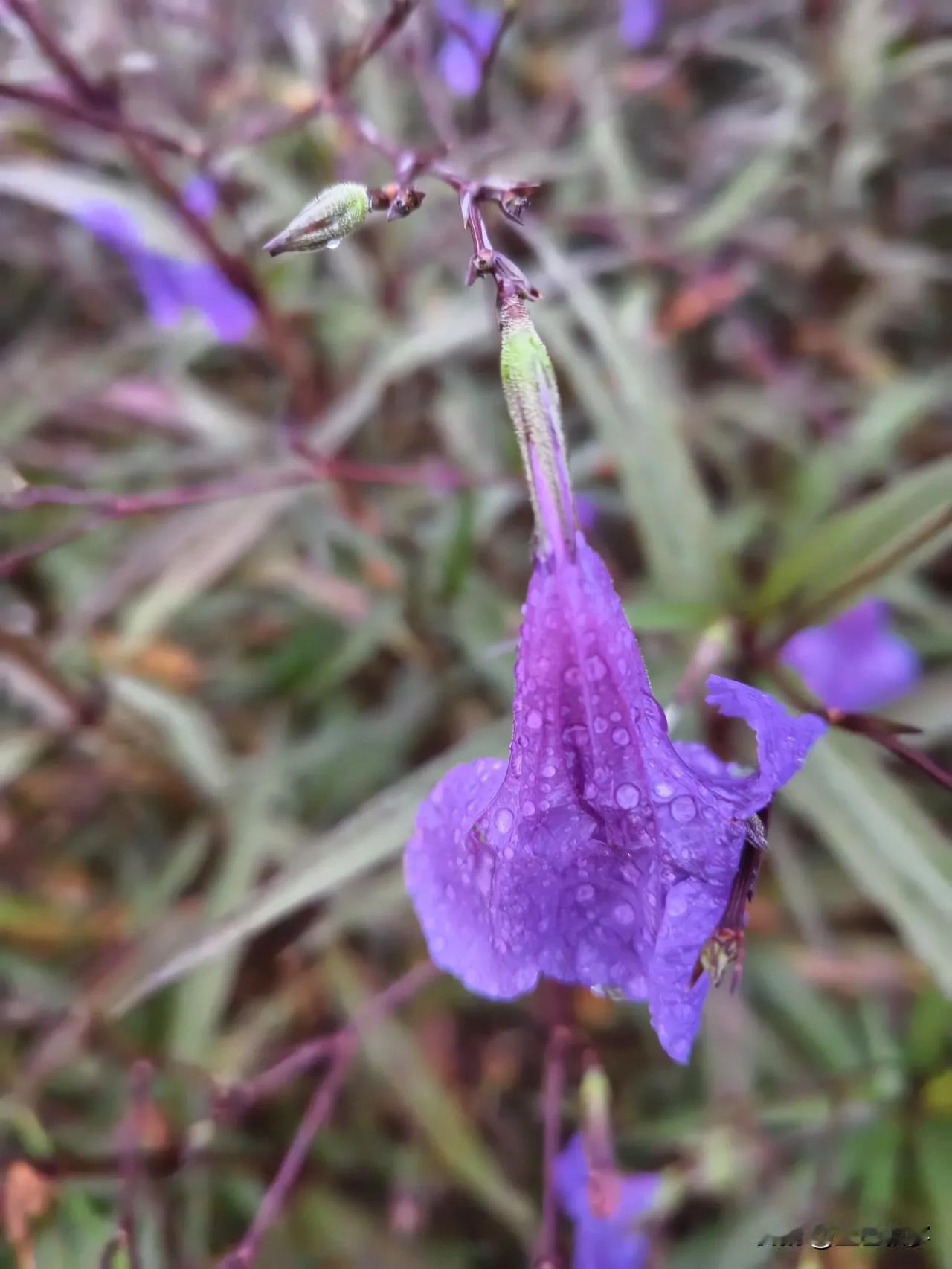 终于实打实地下了场雨，前段时间的雨，感觉都是象征性地。

被雨打湿的兰花草也没了