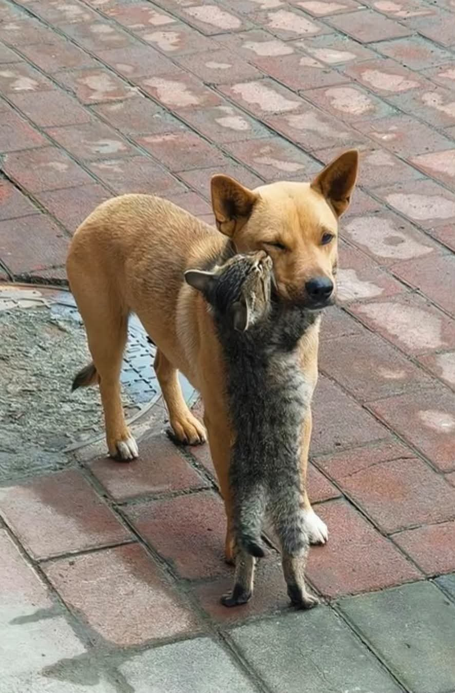 猫咪也喜欢小狗味~ 海外新鲜事 热点现场