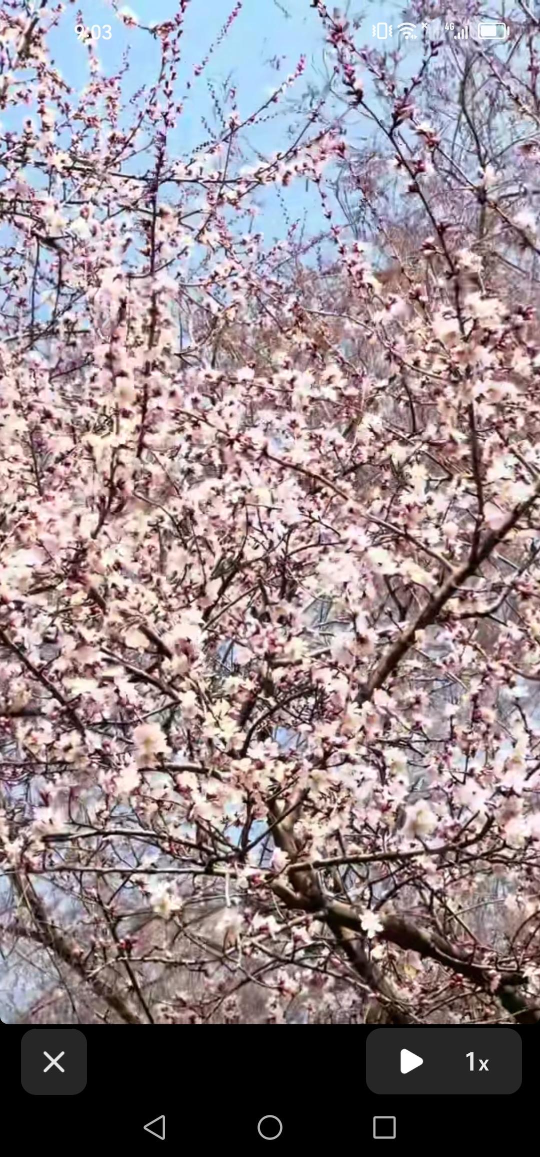 4月13日，坐标吉林市，松江东路的桃花开得正盛，美得令人陶醉！

阳春四月，吉林