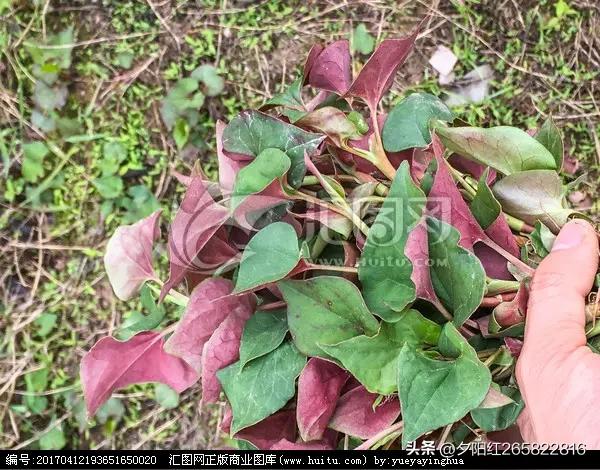 侧耳根又名猪鼻孔，药名鱼腥草。