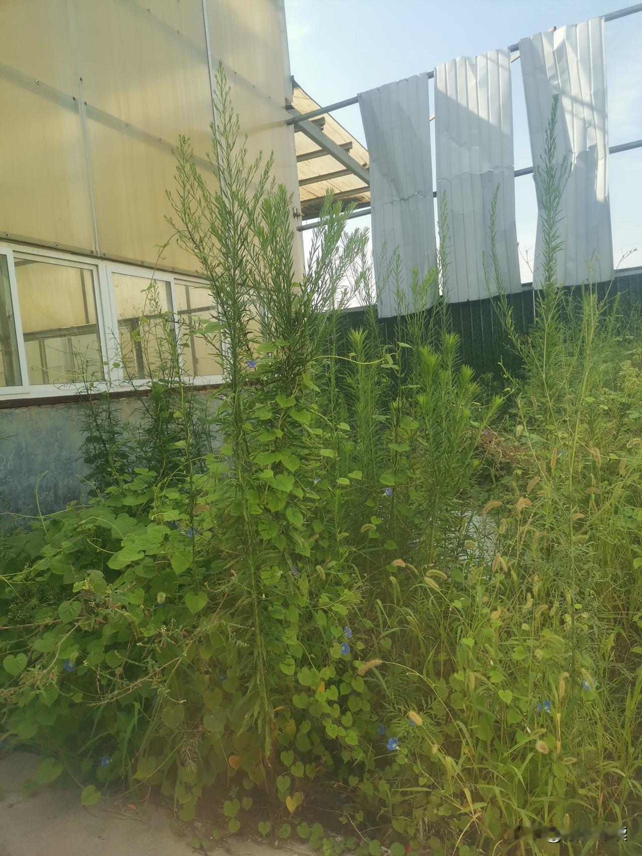 闺蜜的婆婆得了脑梗，右手无法动弹，简单的家务活也没法干了，吃饭和解手勉强可以。