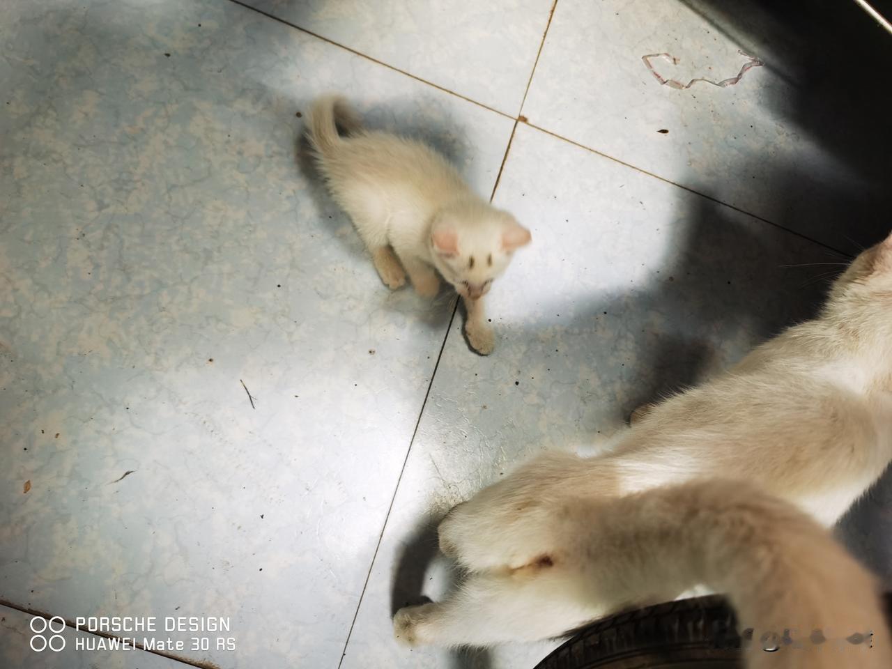 晒图笔记大赛欢乐母子🐱🐱