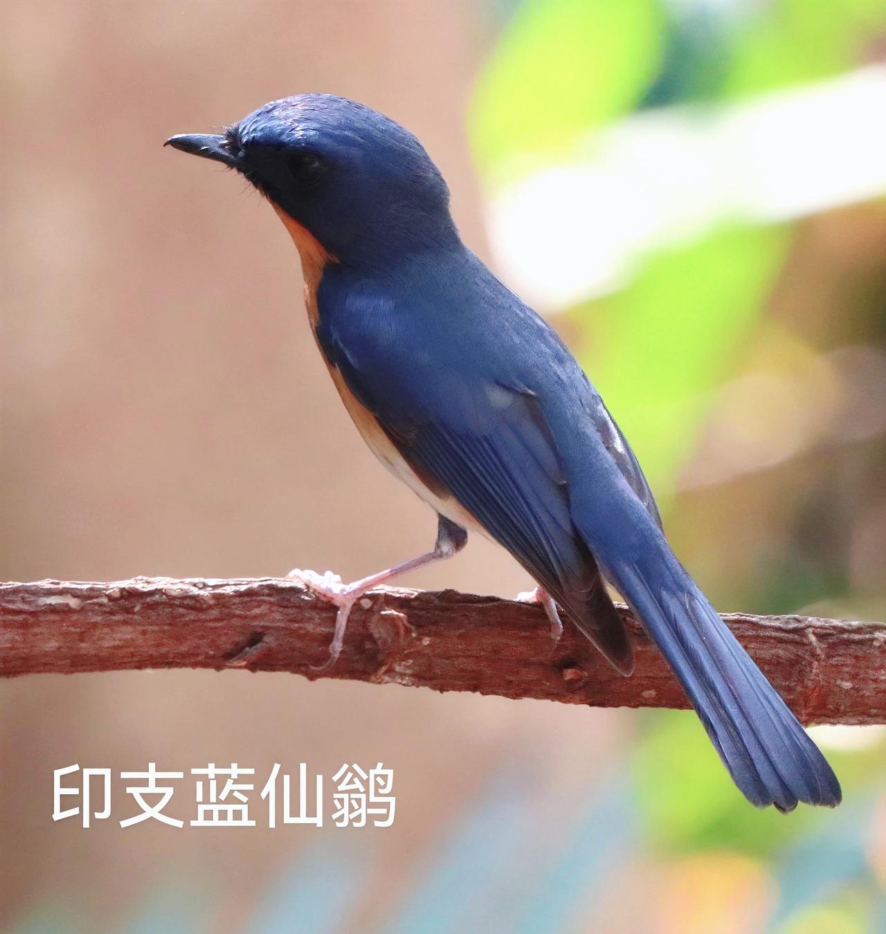 广西的特色鸟，深圳也有红色的小鸟