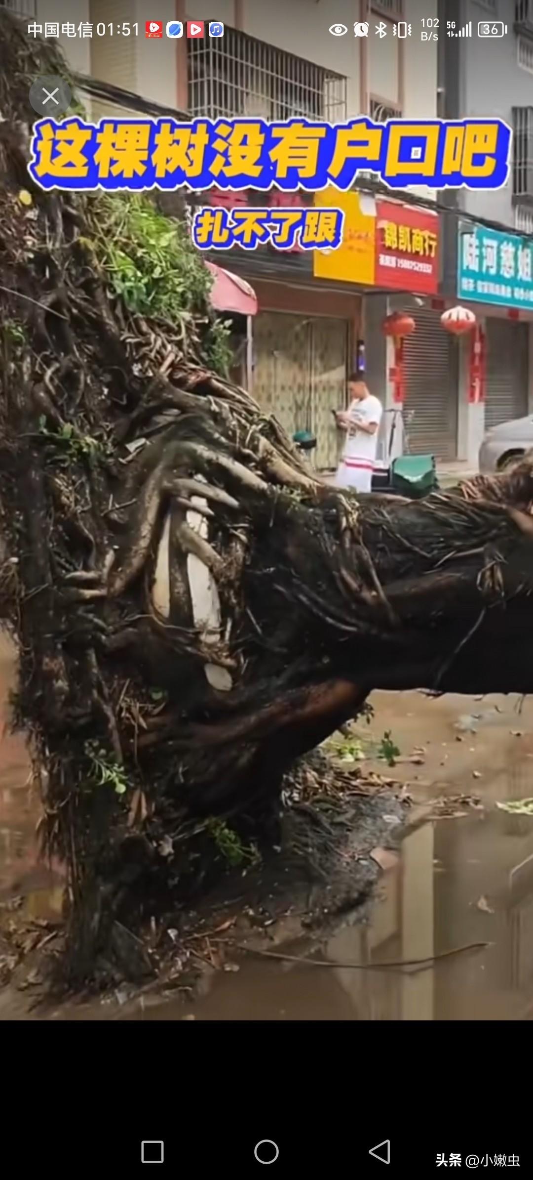 城市的大树，没深根每次台风来了，倒了不少大树。
外表粗壮无比的大树，其实它早就倒