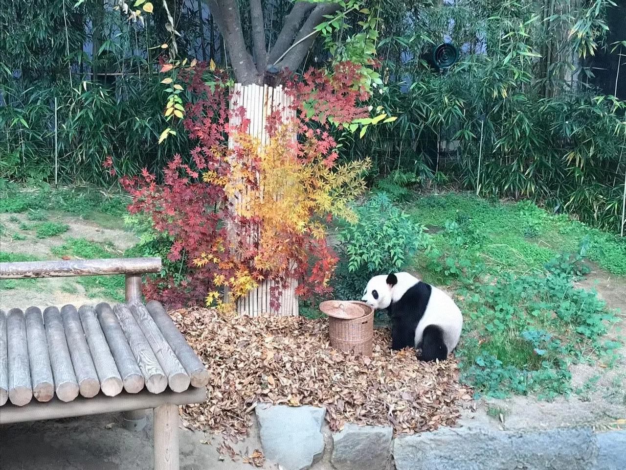考古幸福满满的爱乐夫妇❤❤❤❤
那时候还没有混世魔王福猪猪
照片3和4是那一年韩