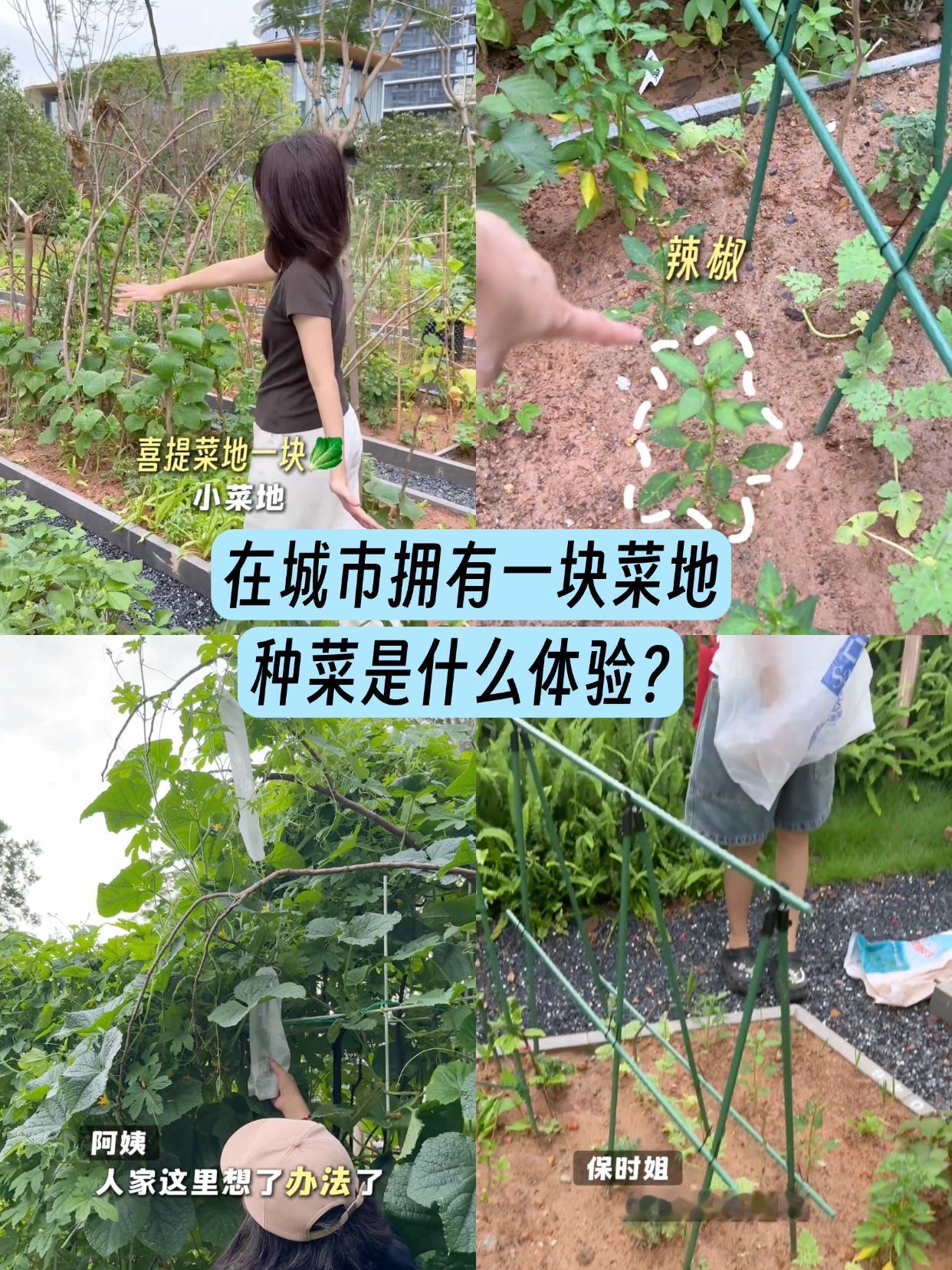 26岁打工人，阳台现在已经成为我的“一亩三分地”
泡沫箱种生菜、油桶改花盆种番茄