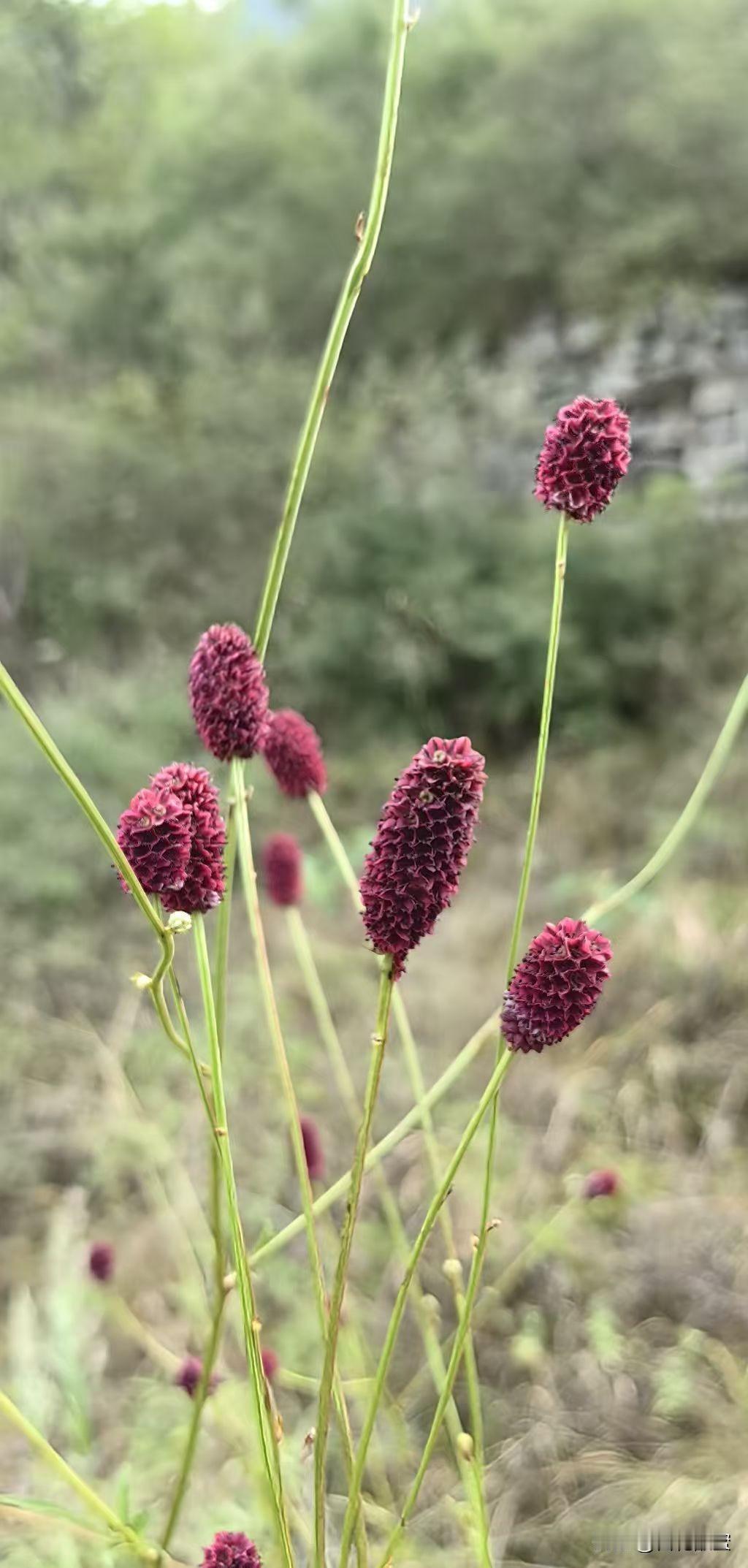 紫红色的穗状花序、细长的花茎，都在我的审美点上。它遗世独立的姿态，有古意。

像