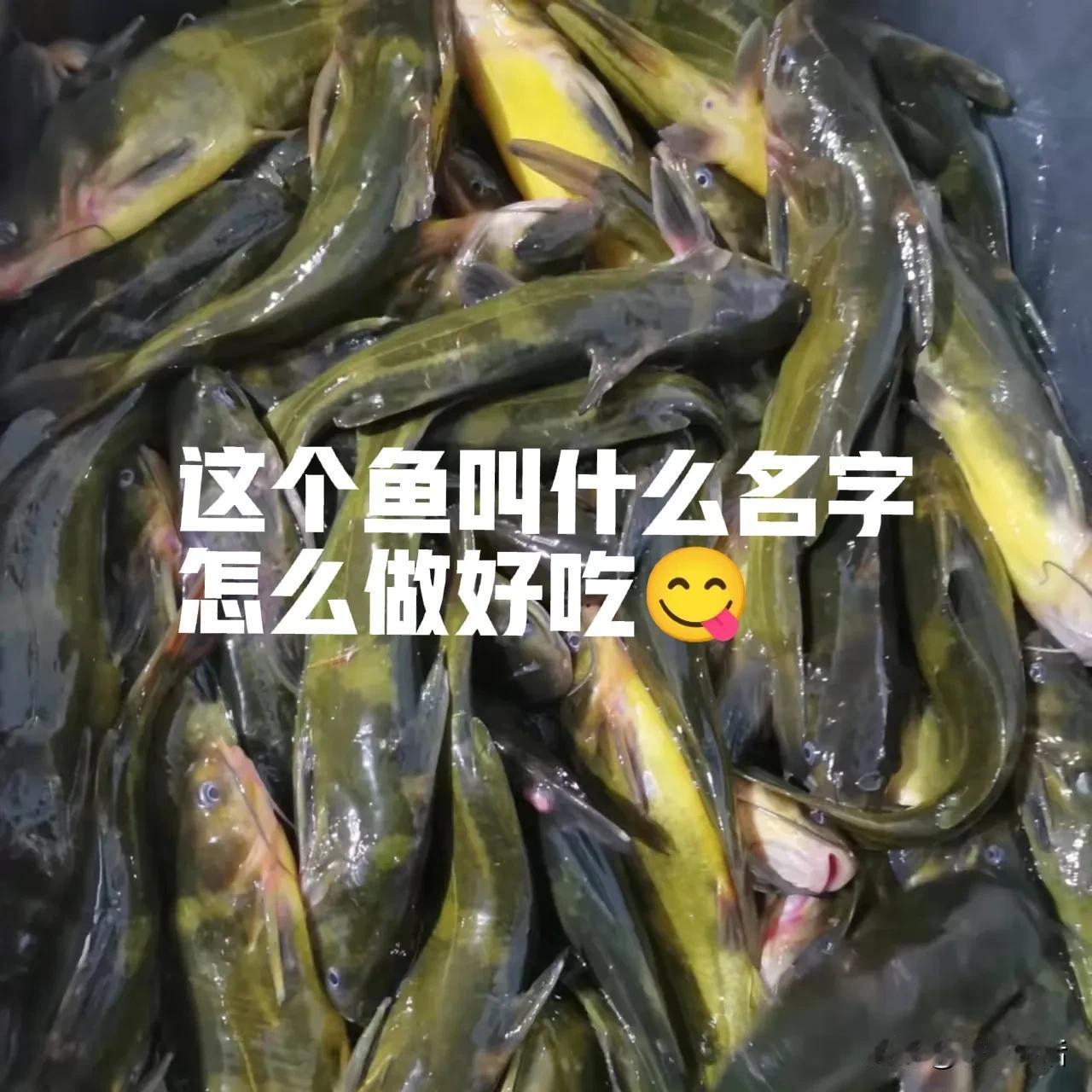 这个鱼叫什么名字，怎么做好吃！知道的朋友评论区留言！感谢分享！这鱼怎么煮好吃 听