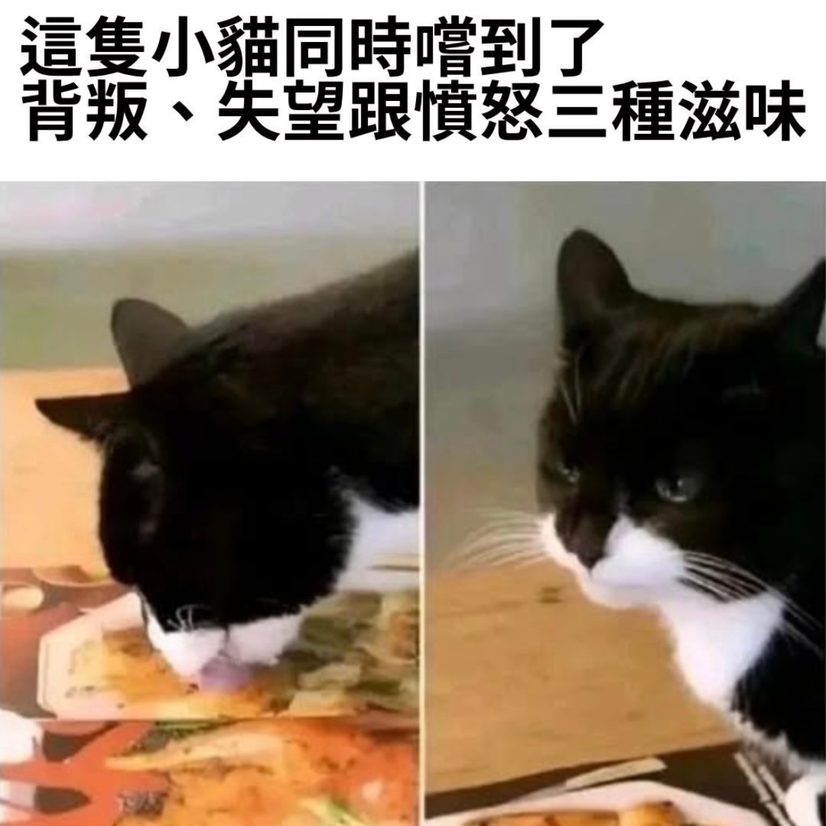 喵生百态memes