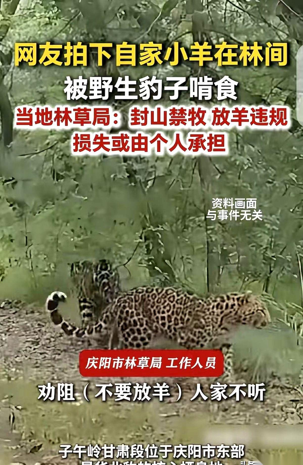 十二具被啃得残缺不全的羊尸体，血肉模糊地躺在深山老林里。
旁边是清清楚楚的豹子脚