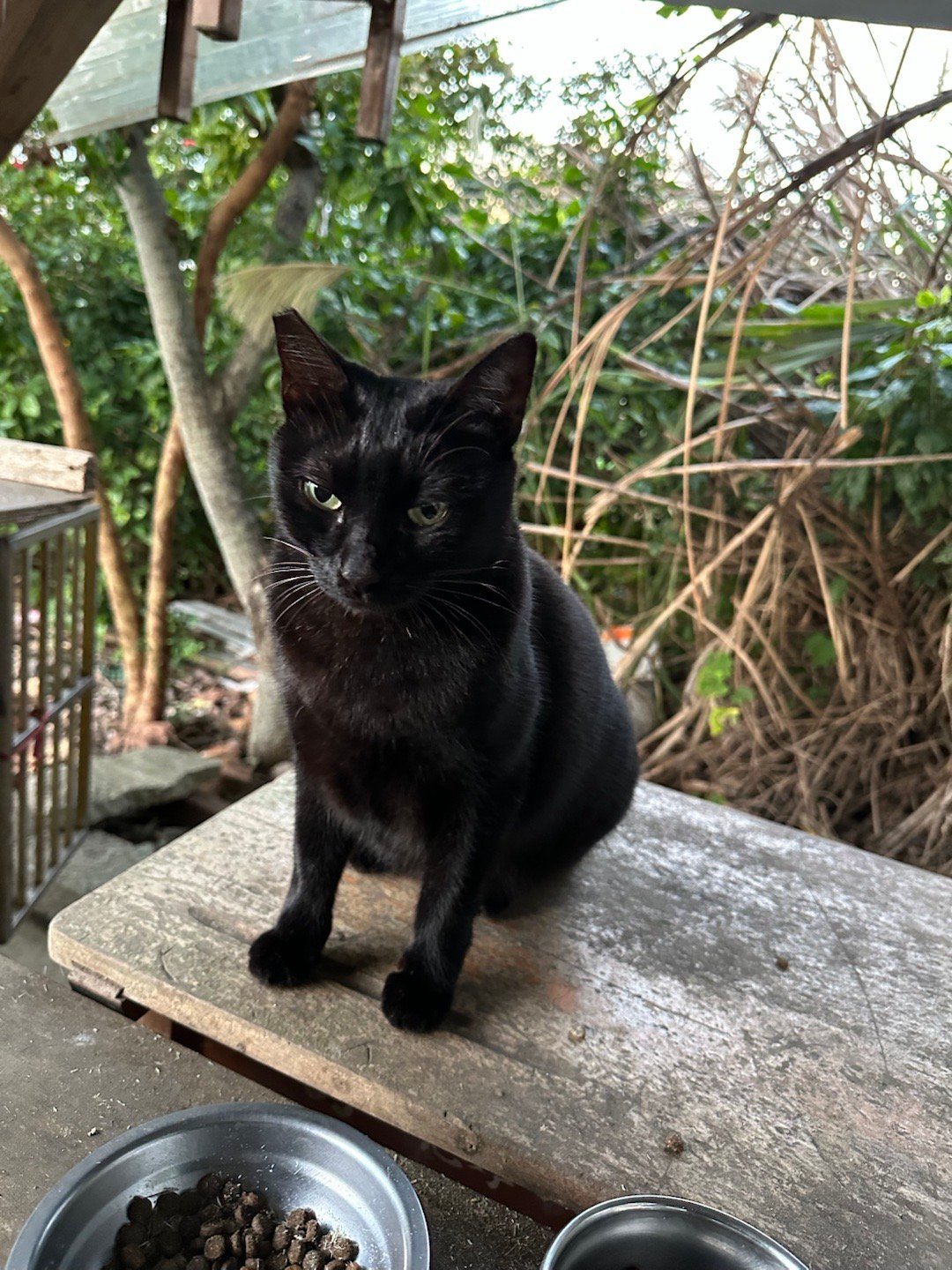 每日萌宠打卡萌宠每天都要跟寶貝吉吉跟緣緣說早安❤️❤️，襪襪早上不一定乖乖出現?