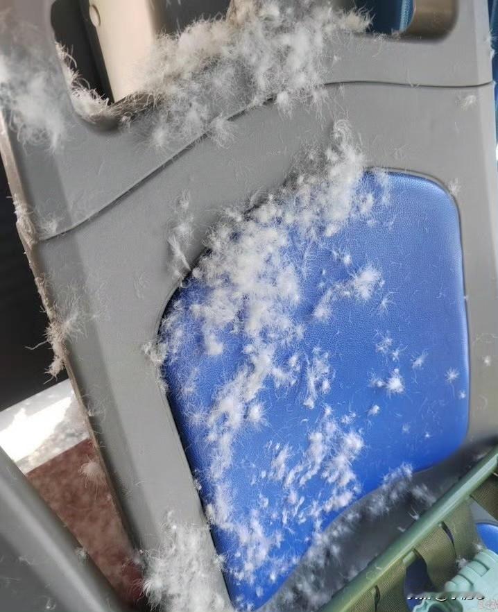 家人们谁能想到，坐个网约车还能遇上“羽绒漫天飞”的名场面！河北承德的王先生就经历