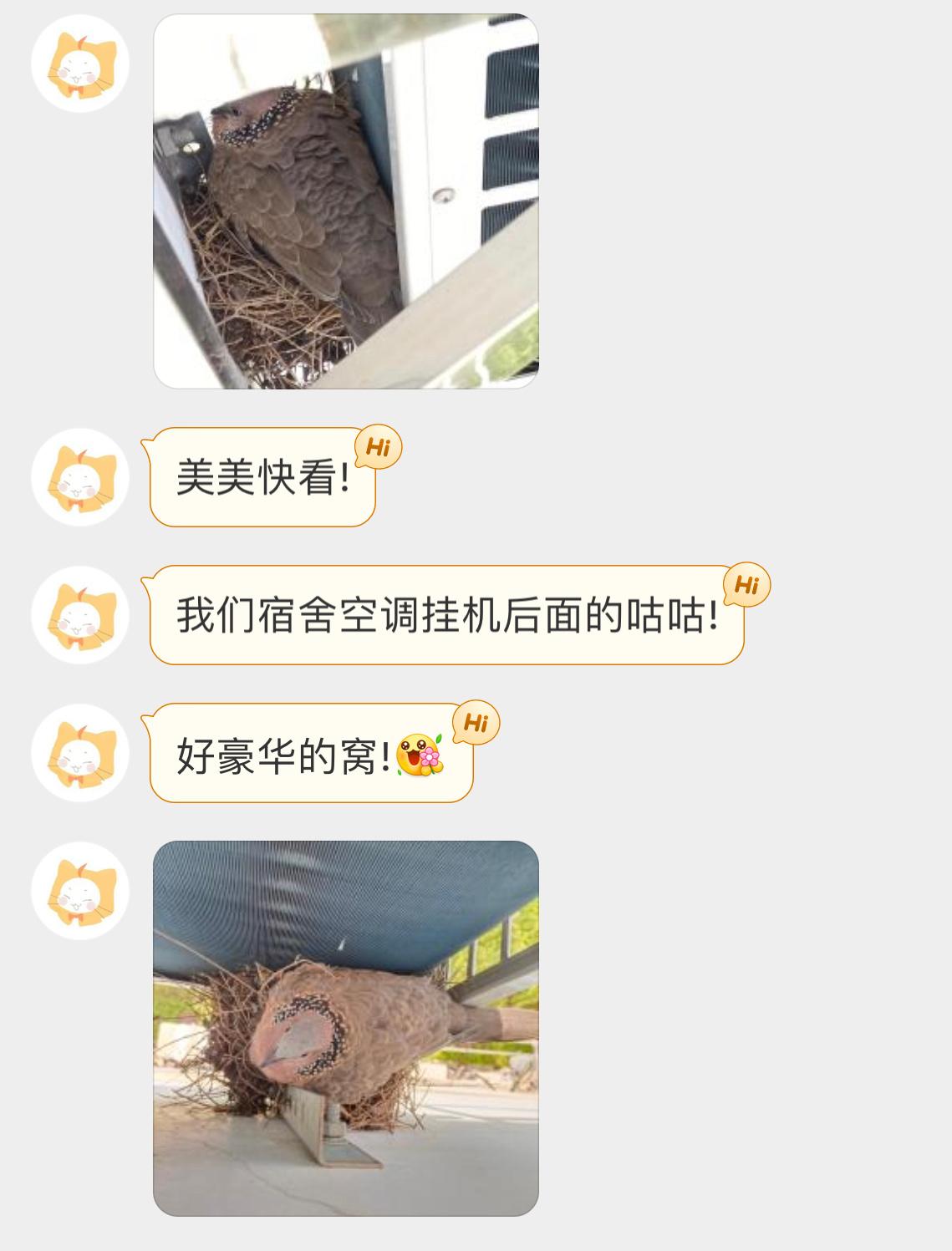 #鸟粉投稿# 在空调外机筑巢的【珠颈斑鸠】这里还算隐蔽，可以暂时躲避红隼的追踪?