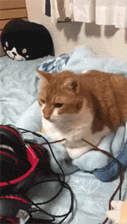 实拍地震时家里的猫毫无反应，身体随着地震摇晃，甚至有点瞌睡…？
喵：地球人不要慌