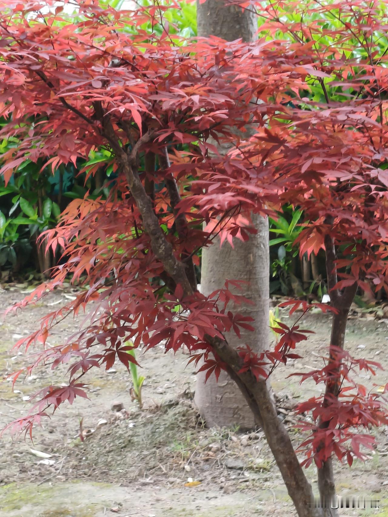 屋后青山绿
院里枫叶红