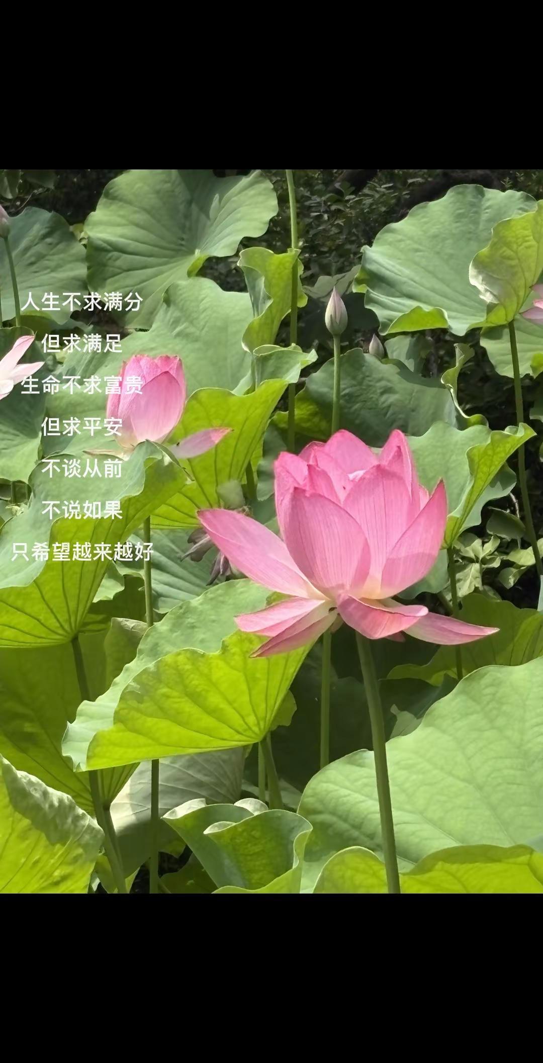 再大的事 到了明天就是小事，到了明年就是故事荷花 晒晒你拍的花