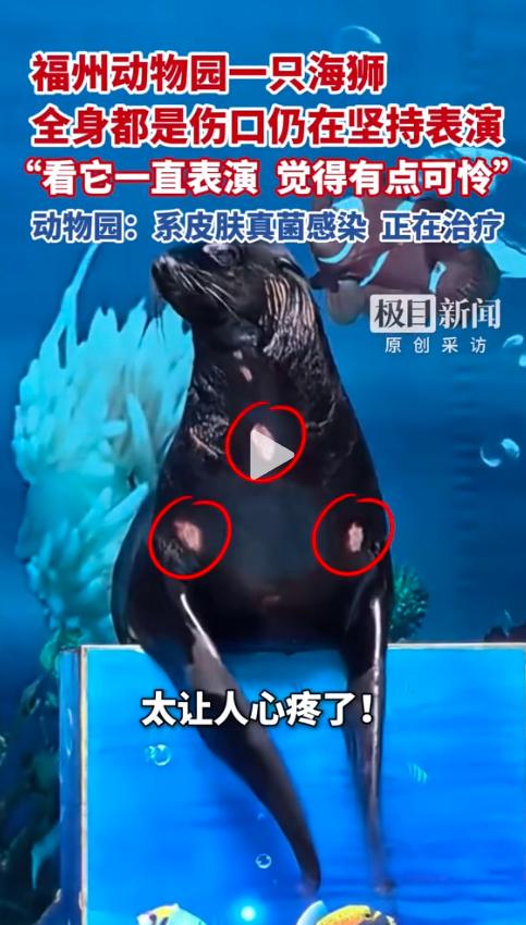 近日福州当地网友实拍曝出揪心一幕，动物园里表演的海狮浑身遍布异常伤痕依旧照常登台