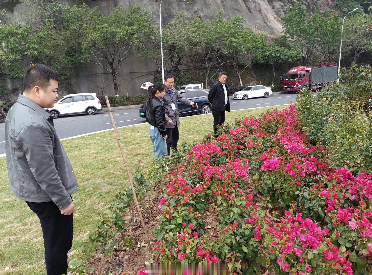 【涪陵长江大桥北桥头转盘变身城市花园】近日，涪陵石板沟长江大桥北桥头转盘绿化升级