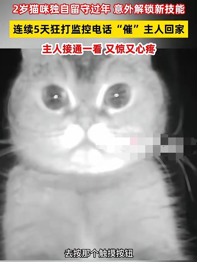 太新奇了！浙江宁波一名女子过年期间回了东北老家，由于宠物不方便带回去，于是就把两