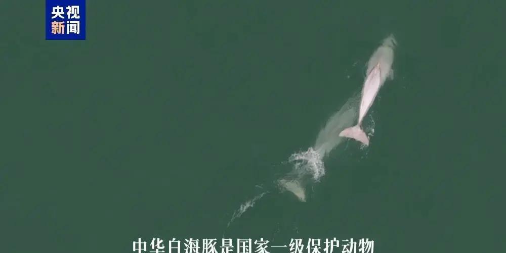 1月16日，广西钦州三娘湾海域迎来惊喜一幕：十多头中华白海豚在阳光下追着浪花嬉戏