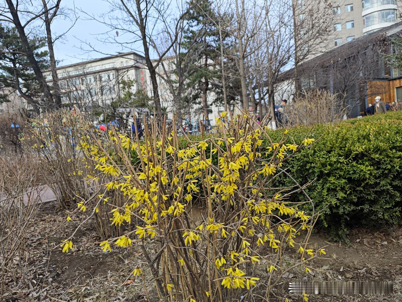 春临本溪国安公园现芳踪
        昨日的一场春雨，让今天的国安公园更加春意
