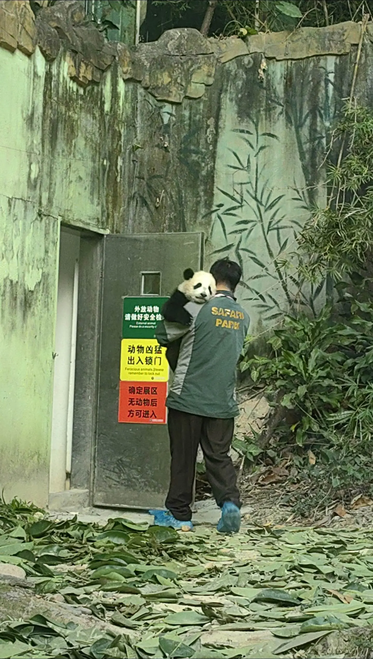 妹猪这样趴外公肩膀真的太萌了😄