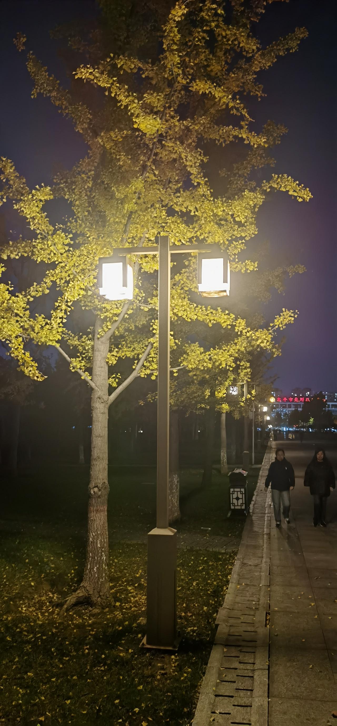 路灯下的银杏树，一抹入冬时节金色的光芒