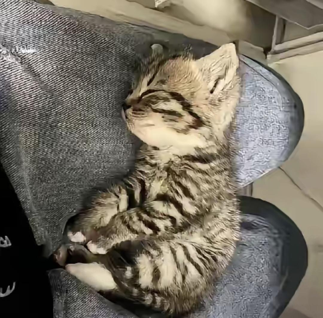 最近镇子边上那个加油站挺邪乎的。说好加油满五百送只小猫，老板家猫崽太多没人带。我