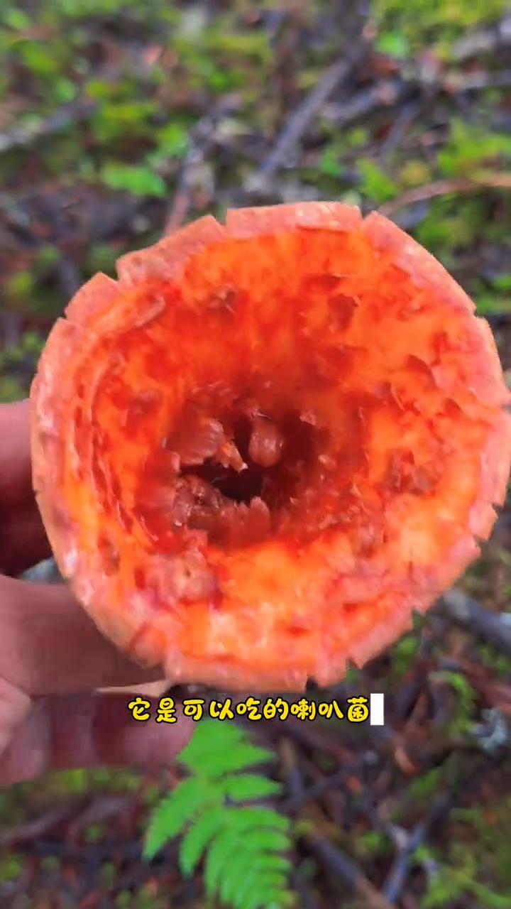 苔藓里面找到一个蛋，这种还未开伞的黄落伞看起来真的非常像落在地上的鸡蛋黄，不仅好