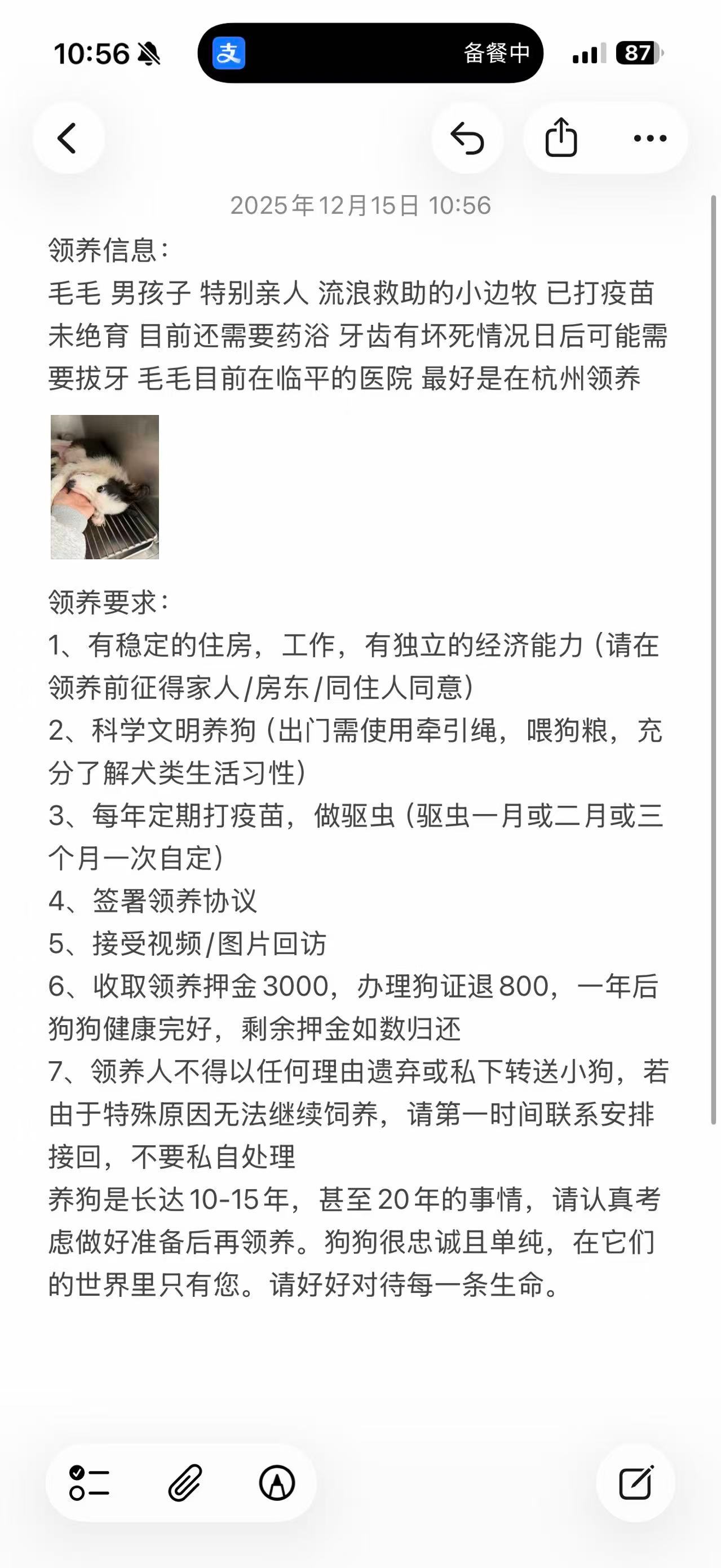 发一条领养信息！小狗狗很幸运的遇到了善良天使小姐姐，把它从鬼门关拉回来，它也很争
