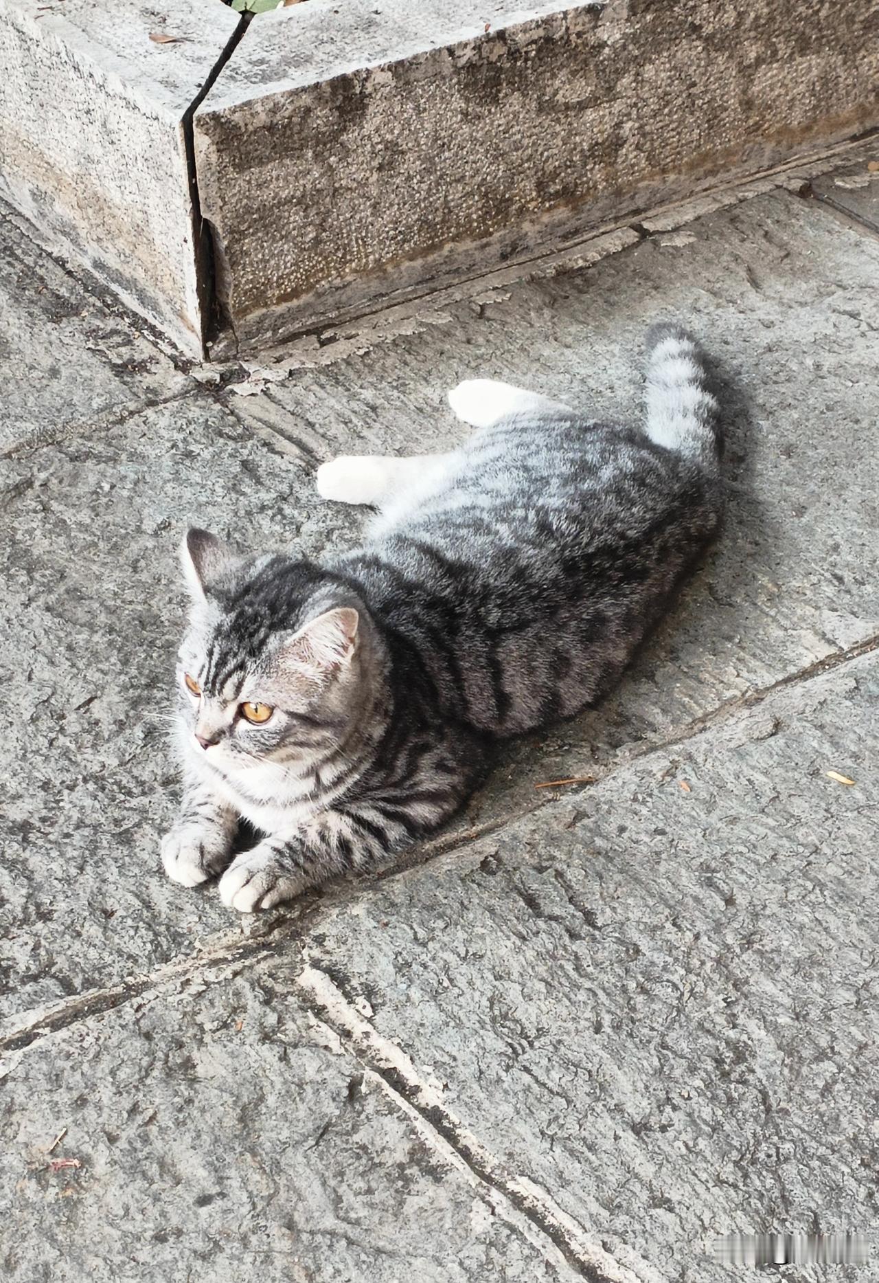 天气真好！和煦的阳光透过树梢，暖暖的洒在身上。枝头的鸟叫在清幽的环境里更显清脆。