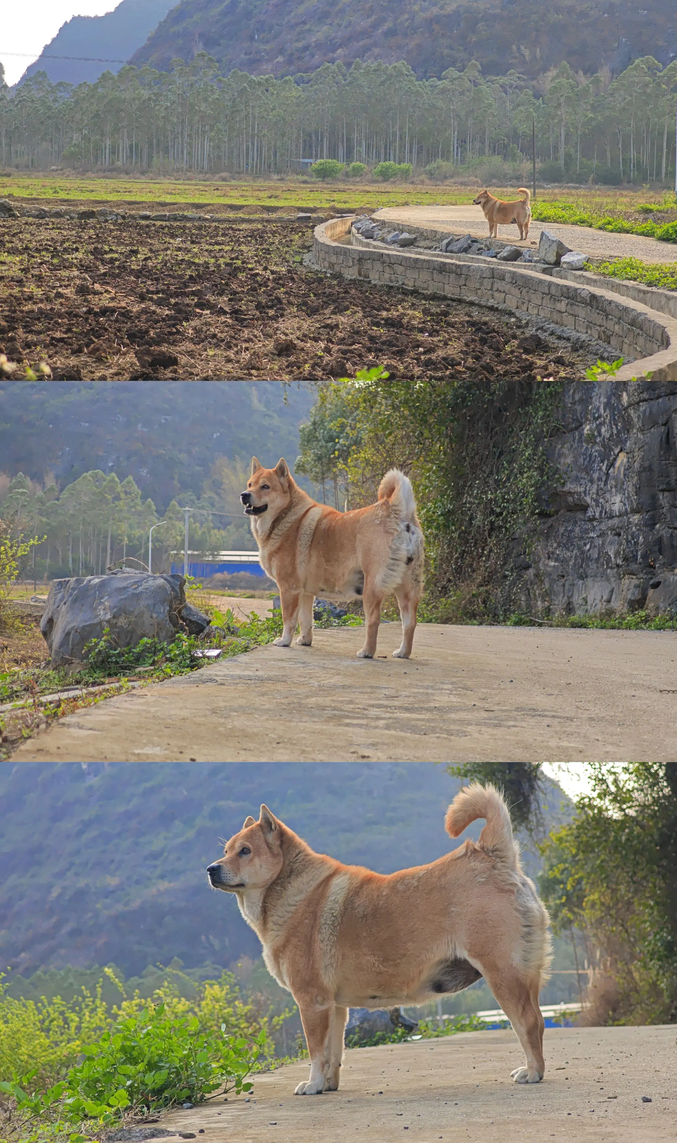 大黄游村记|