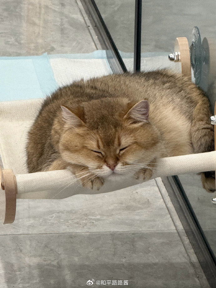 今日好圈必定会带来好圈！2026pel春季赛 2026PEL