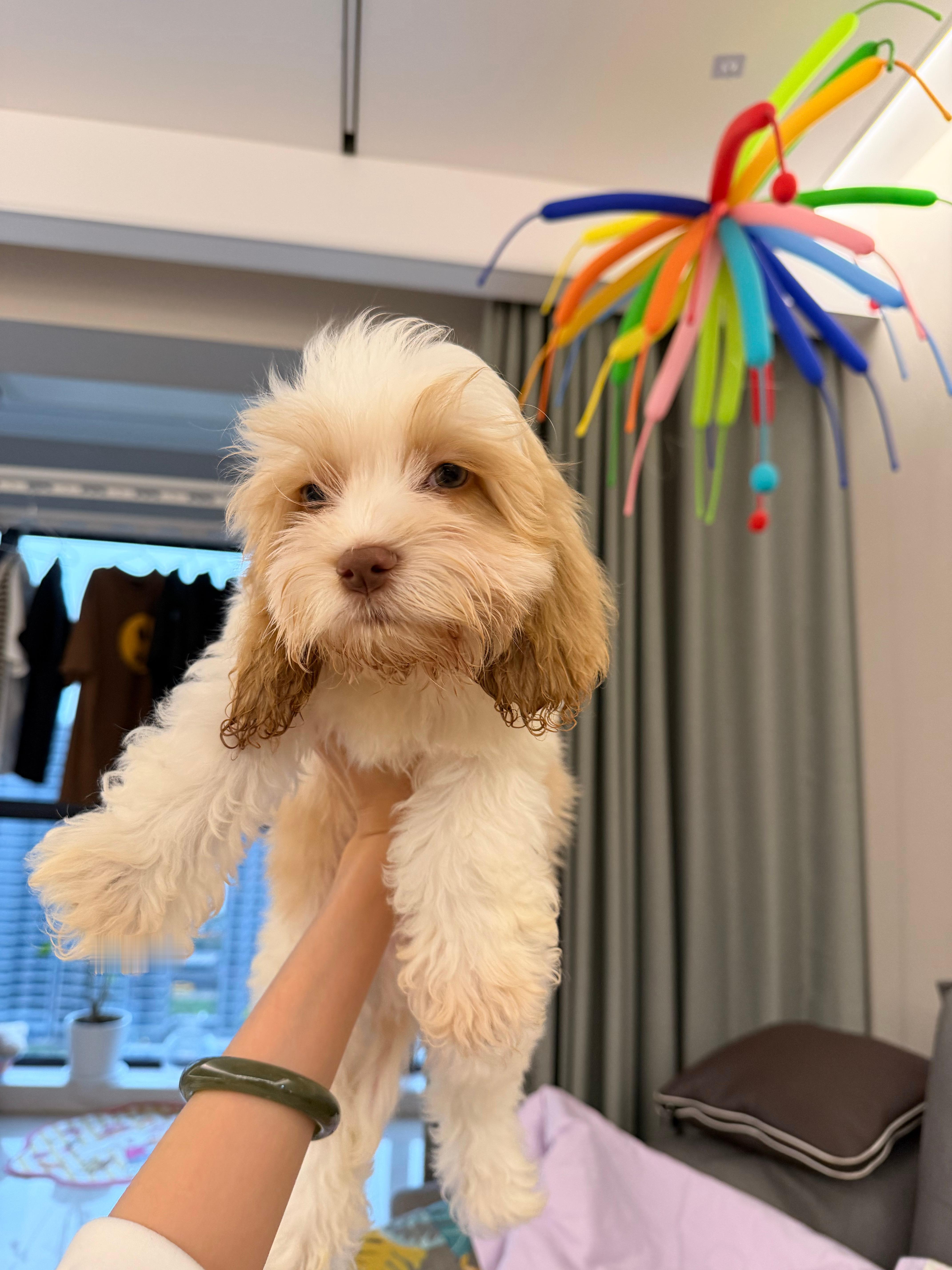 cookie！！（又养到好狗了 特听话 情绪稳定第一名 噗噗已经鬼鬼祟祟一下午了