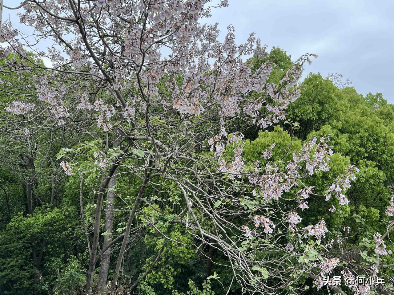 今天是谷雨，到山林村郭间走走，在春风里醒酒。布谷鸟与斑鸠的叫声时断时续，乌鸫傍地