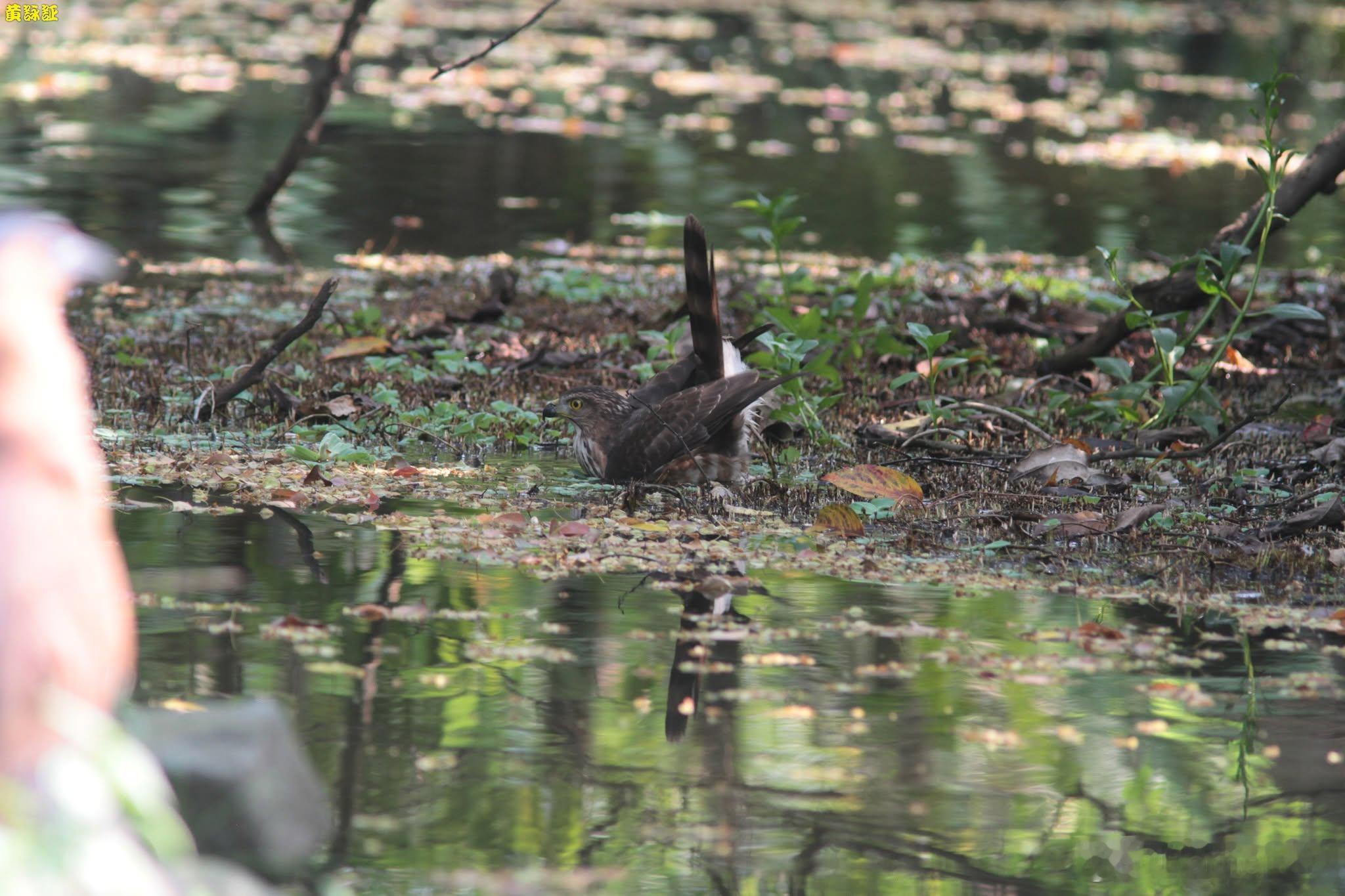 20260713，早安Accipiter trivirgatus formosa