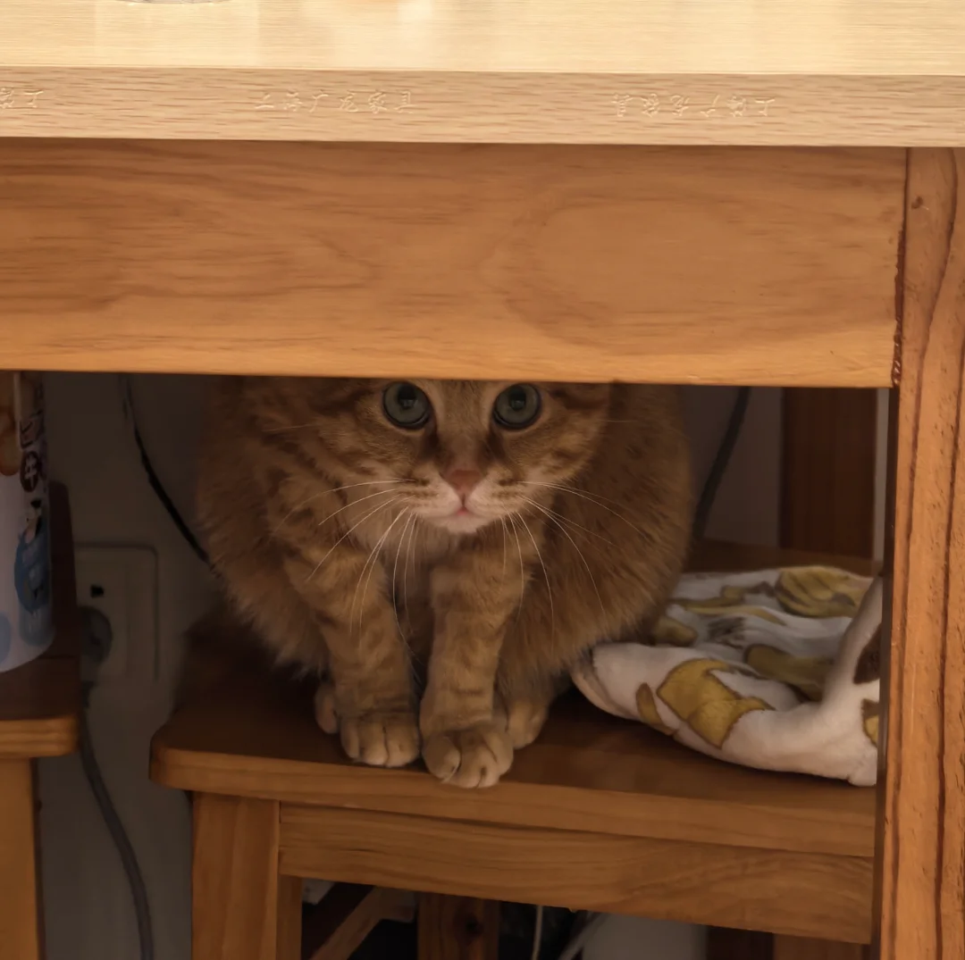 敷上面膜猫咪不认识我了？