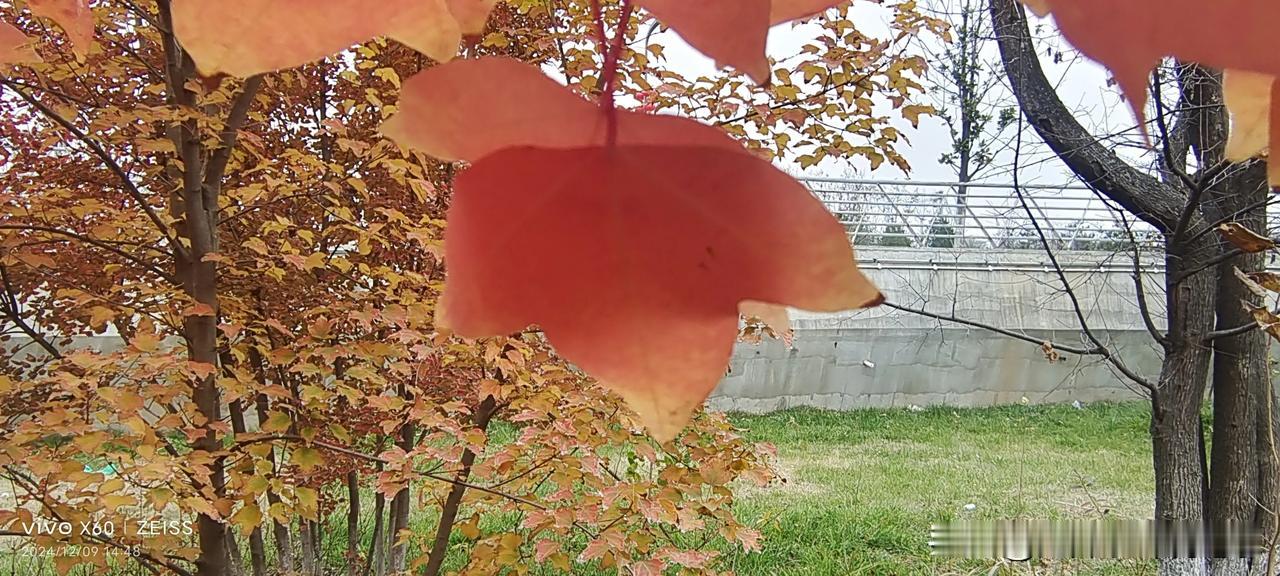 分享一下您手机里的枫叶