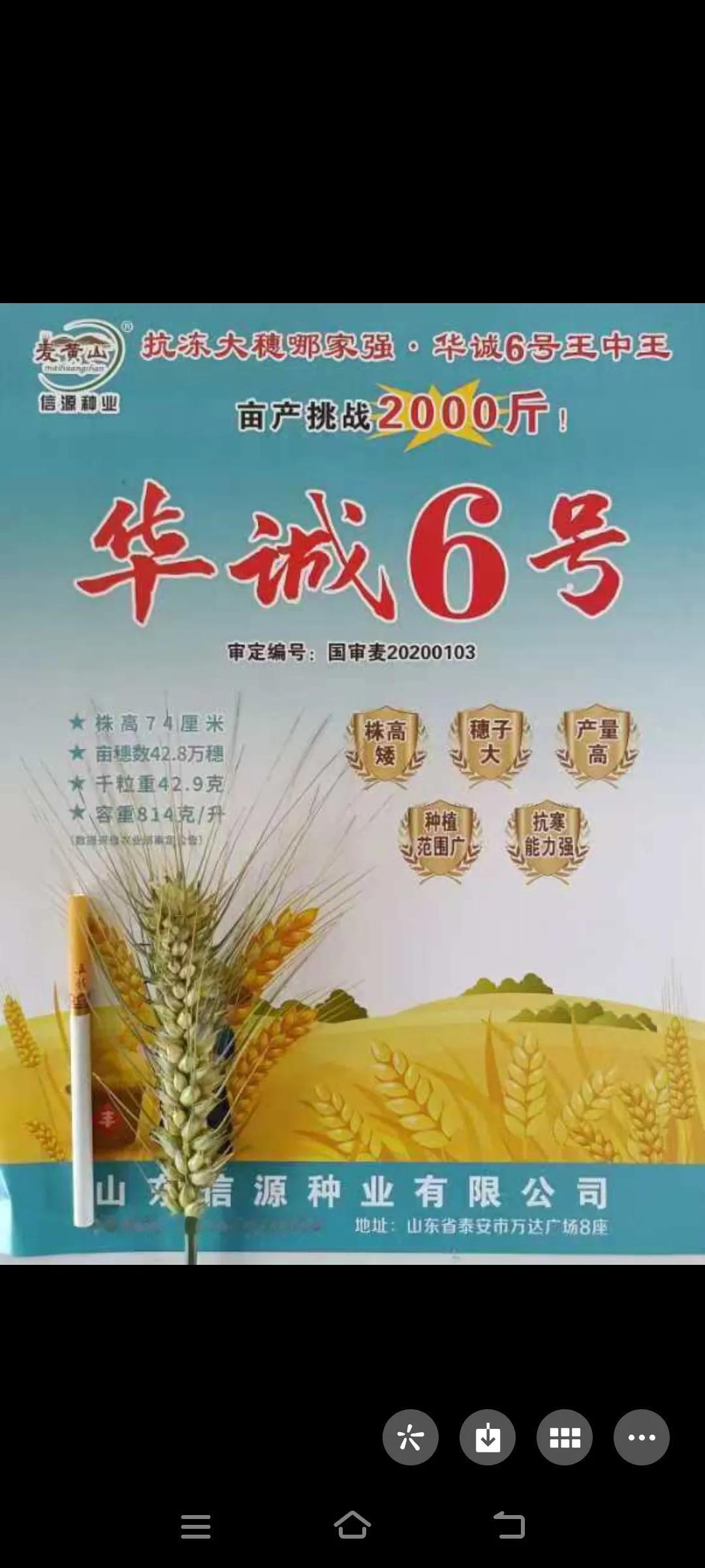 小麦高产王—华诚6号，集高产，抗病，抗倒伏于一身，值得种植[祈祷]#种小麦选好种