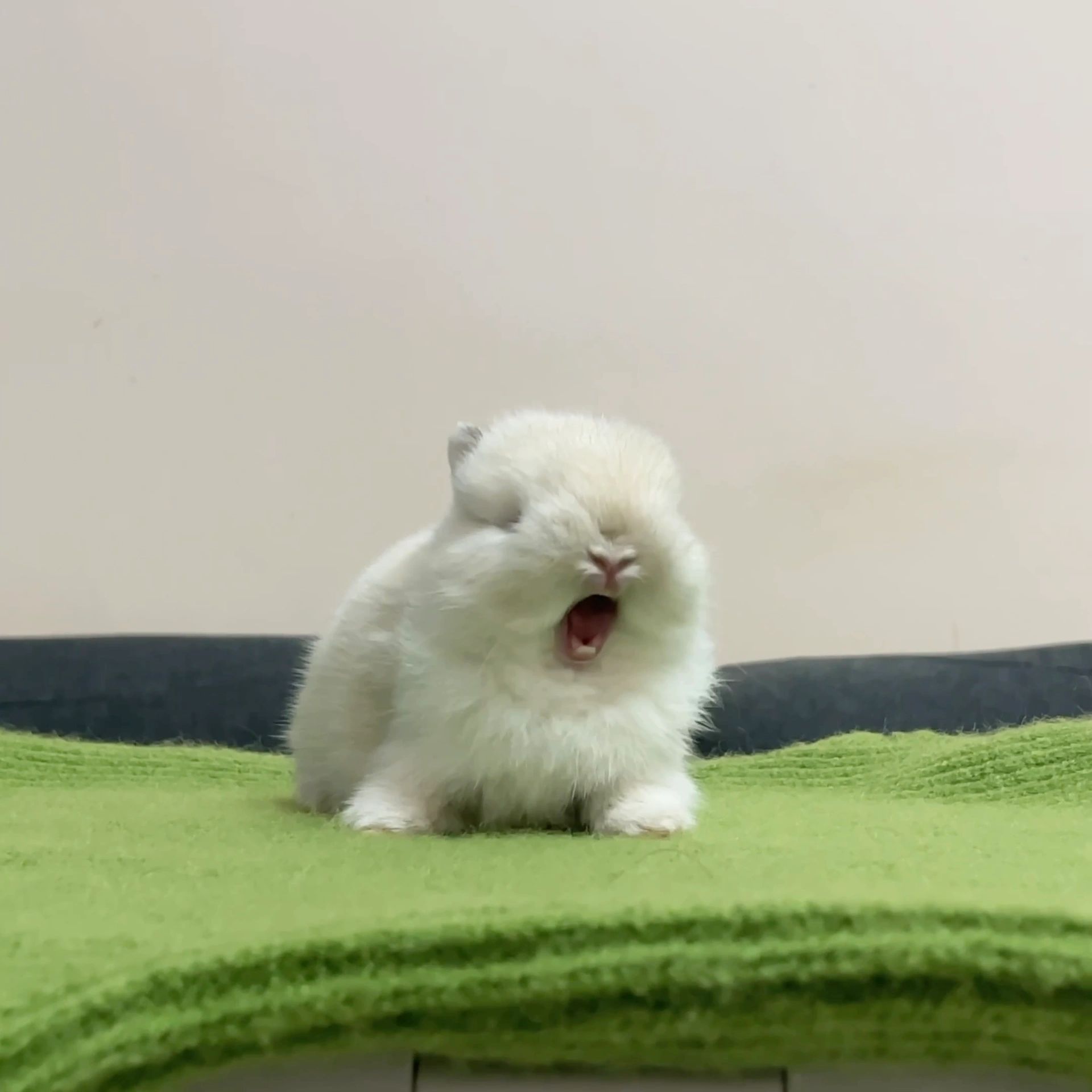 兔兔🥕🐇 
